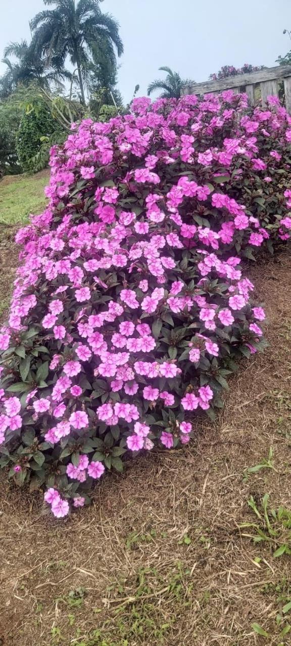 El Rincon De Las Flores Bajo Tigre Zewnętrze zdjęcie